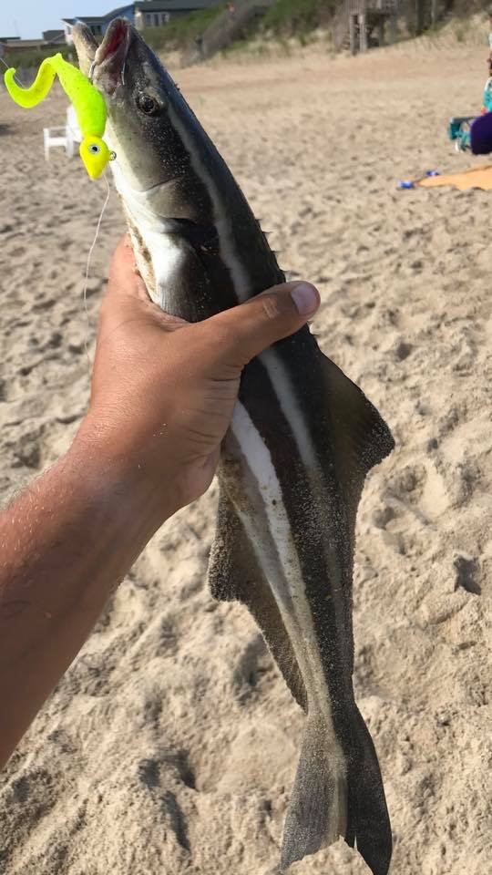 Cobia caught and released on surf.