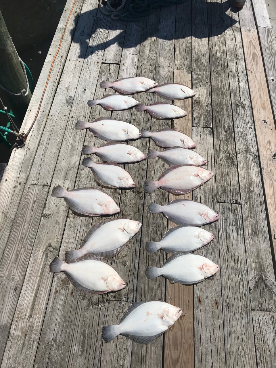 Bobs Bait And Tackle sportsman half day charters
