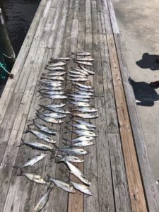 Bobs Bait and Tackle sound/inlet fishing charters OBX.