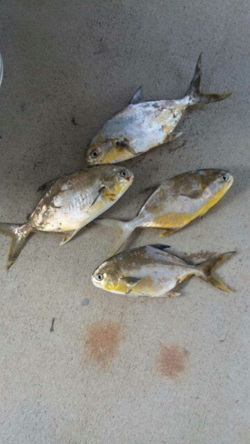 Outer Banks Surf fishing reports