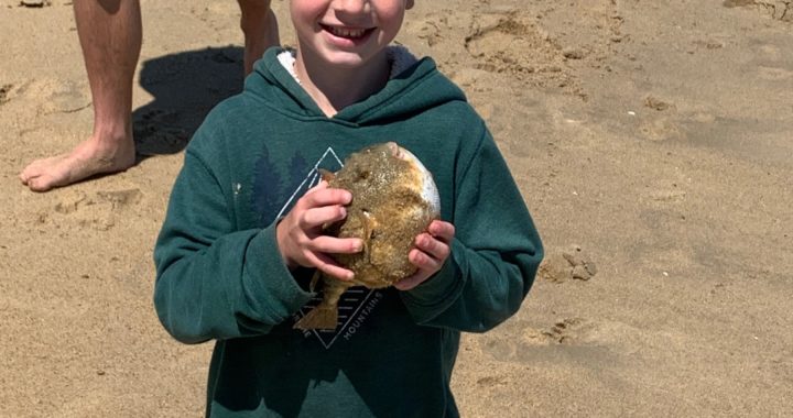 Outer Banks surf fishing report 4/18/20