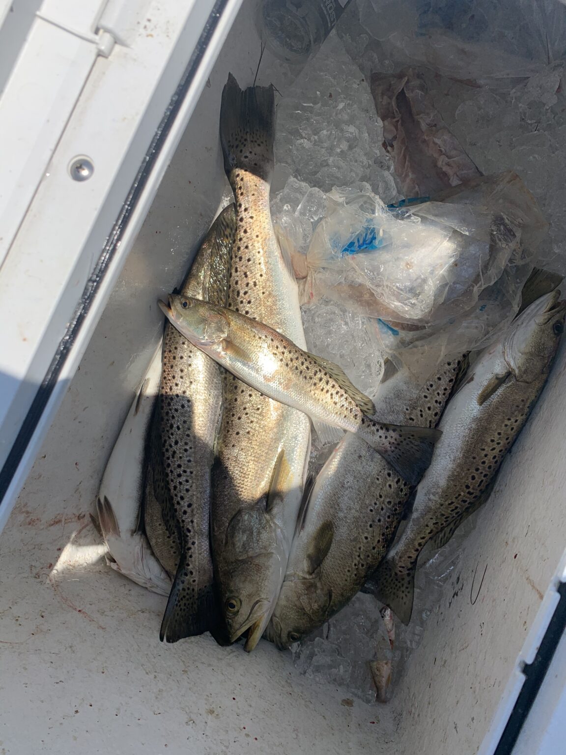 Big Trout On Our Fishing Charters OBX 7/19/20 Bob's Bait & Tackle