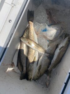 Speckled trout Outer Banks