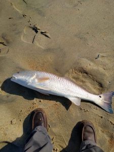Red drum being caught on Duck and Corolla beaches 