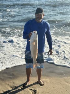 Red drum catches from the beach. 