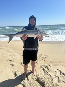 Big bluefish on the Outer Banks beaches 